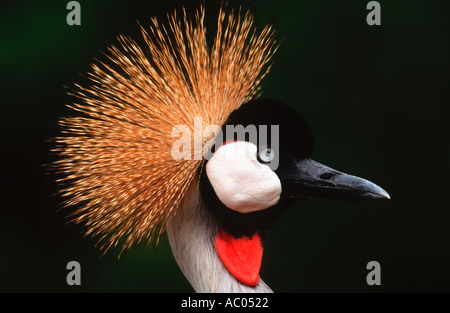 Gekrönter Kran Balearica Regulorum bedrohte Arten Süd- und Ost-Afrika Stockfoto