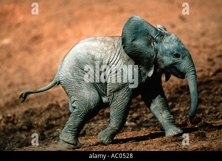 Afrikanischer Elefant Loxodonta Africana jungen Kalb Addo Elephant National Park in Südafrika Sub-Sahara-Afrika Stockfoto