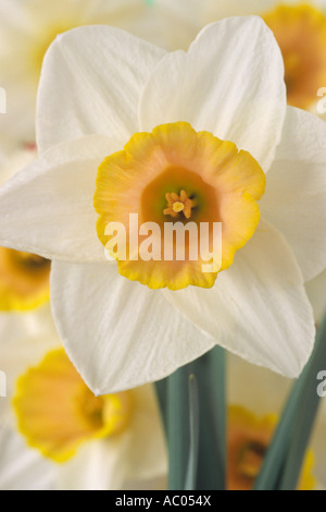 Narcissus 'Salome' AGM (Narzisse) in der Nähe der weißen und Pfirsich/rosa Division 2 zwei große schalenförmige Narzisse. Stockfoto