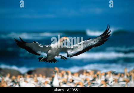 Cape Gannet Morus Capensis kommen in Brutkolonie auf Bird Island Westküste Süd Afrika afrikanische West Coas landen Stockfoto