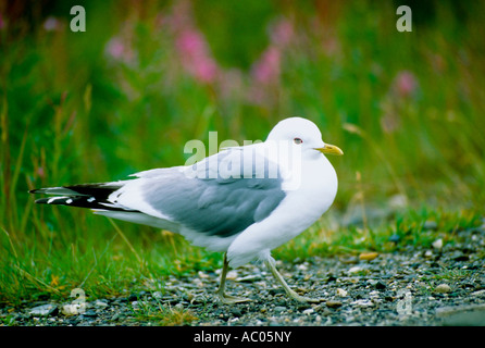 Kurz-billed Gull (Larus Canus Brachyrhynchus), Alaska Stockfoto