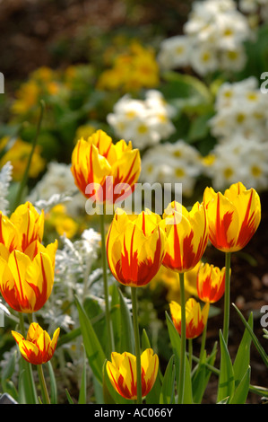 TULIPA MICKEY MOUSE DEWSTOW GÄRTEN UND GROTTEN IN DER NÄHE VON CHEPSTOW SOUTH WALES UK Stockfoto