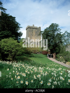 irischen historischen Schloss besser für das Küssen der Blarney-Stein bekannt, ist die Gabe der Beredsamkeit denjenigen gegeben, die küssen Stockfoto