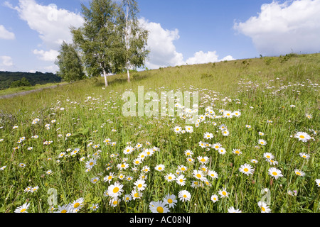 Ochse Auge Gänseblümchen wachsen wild im Cotswold Kalkstein Grünland in Cranham Common, Gloucestershire Stockfoto