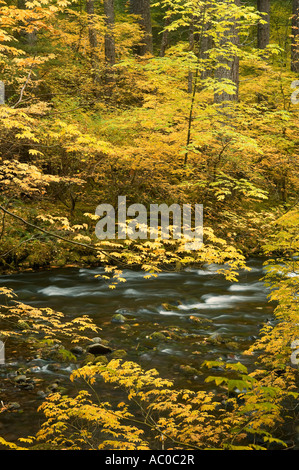 McKenzie River im Herbst Cascade Mountains Oregon Stockfoto