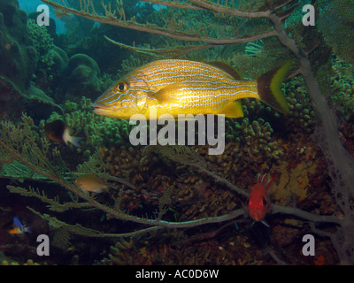 Halten Grunzen, Haemulon sciurus Stockfoto