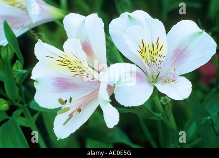 Alstromeria errötende Braut Stockfoto