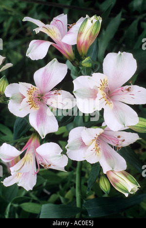 Alstromeria errötende Braut Stockfoto