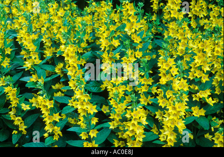 Lysimachia Trommler Garten Loosaestrife Stockfoto