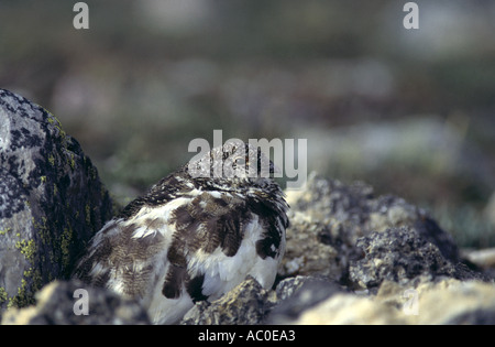 White-tailed Alpenschneehuhn Stockfoto