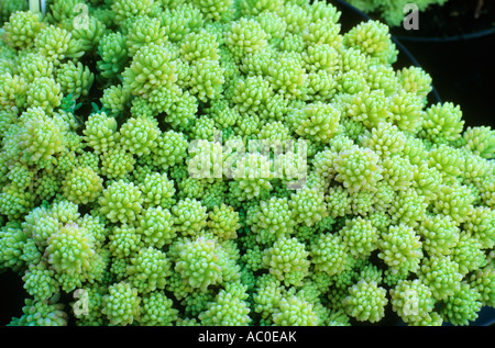Sedum Hispanicum Var minus Aureum Alpine Pflanze Fetthenne Sedum Mauerpfeffer Garten Pflanzen Stockfoto