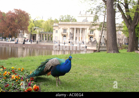 Ein Pfau im Royal Lazienki Park in Warschau, Polen Stockfoto