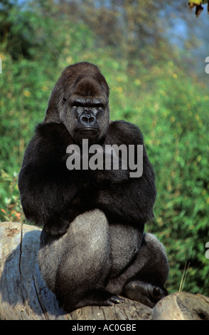 Silber wieder MOUNTAIN GORILLA Gorilla Beringei Beringei Trinity Jersey Kanalinseln GB Stockfoto