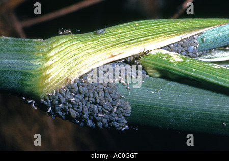 Ameisen Blattläuse auf eine Fenchel-Pflanze in einem San Francisco Hinterhofgarten Pflege Stockfoto