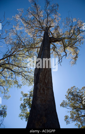 Ein riesiger Kaugummi Baum in Tasmanien einige über 100m hoch wachsen und sind die höchsten Hartholzbäume in der Welt Stockfoto