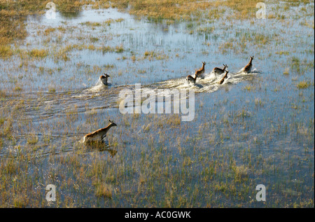 Roten Letschwe cross Überschwemmungsgebiet im Okavango Delta Stockfoto