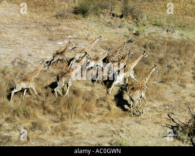 Eine Herde Giraffen Kreuz trocken Überschwemmungsgebiet im Okavango Delta Stockfoto