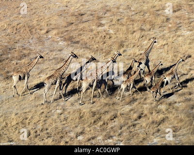 Eine Herde Giraffen Kreuz trocken Überschwemmungsgebiet im Okavango Delta Stockfoto