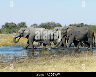 Eine Herde Elefanten Gewässern entlang des Kwai Flusses an der Nordostecke des Moremi Game Reserve Stockfoto