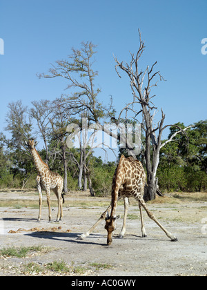 Eine Giraffe leckt Salz am Kwai-Fluss an der Nordostecke des Moremi Game Reserve Stockfoto