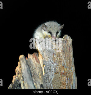 Eine kleine Maus in der Nähe des Flusses Kwai in der nordöstlichen Ecke des Moremi Game Reserve Stockfoto