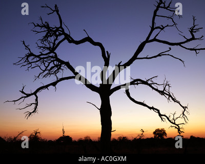 Ein toter Baum Silhouette gegen eine Dämmerung Himmel Stockfoto