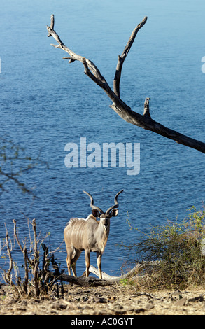 Eine männliche große Kudu am Ufer des Chobe Flusses im Chobe National Park Stockfoto