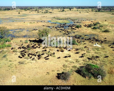 Eine Herde Büffel grasen im Okavango Delta Stockfoto