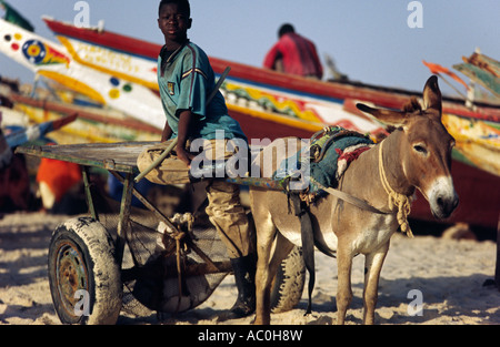 Ein jungen Esel Karre Fahrer wartet Angelboote/Fischerboote am Plage des Pecheurs Fishermens Strand entladen Stockfoto