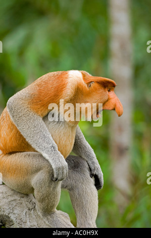 Alpha Male Nasenaffe in territorialen Haltung Sabah Borneo Stockfoto