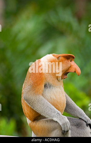 Alpha Männchen Nasenaffe in territorialen Haltung Sabah Borneo Stockfoto