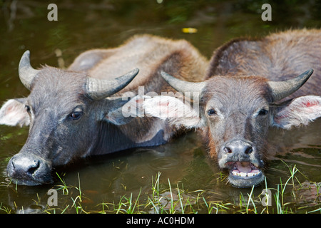 Wasserbüffel in flachen Pool in der Nähe von Kota Kinabalu Sabah Borneo schwelgen Stockfoto