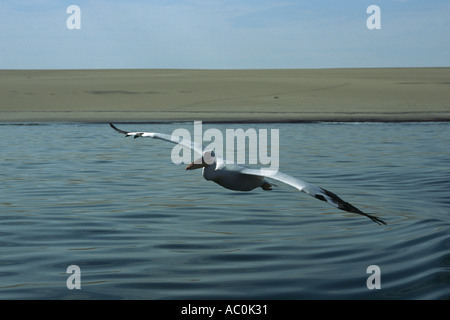 Einzelne Pelikan Tiefflug über Wasser von rechts nach links Namibia Walvis Bay Stockfoto