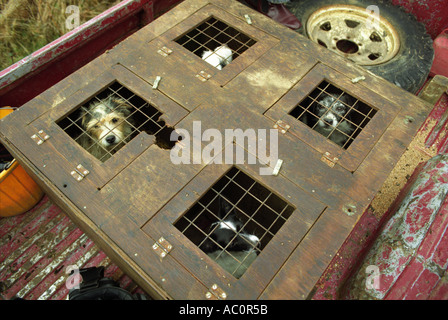 TERRIERMAN S HUNDE MIT DER SURREY-UNION JAGEN UK DIE EINGESETZT WERDEN, ZU GRABEN, EIN FUCHS, DER ZU BODEN GEGANGEN IST Stockfoto