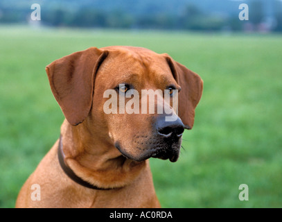 Rhodesian Ridgeback Hund portrait Stockfoto