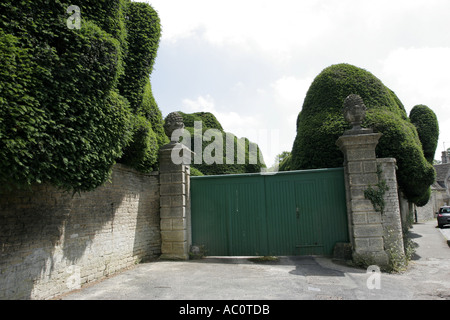 Sehr hohen Hecken jenseits auf dem Dach der benachbarten Häuser wachsen Stockfoto