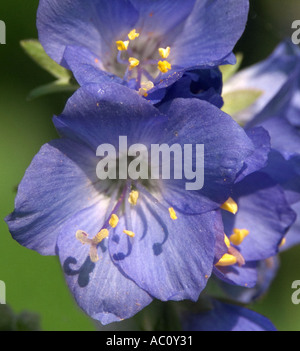 Nahaufnahme von blauen Blüten des Polemonium Caeruleum, Jacobs Ladder, auch bekannt als Griechisch Baldrian oder Charity Stockfoto