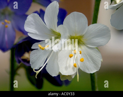 Nahaufnahme von blauen und weißen Blüten von Polemonium Caeruleum, Jacobs Ladder, auch bekannt als Griechisch Baldrian oder Charity Stockfoto