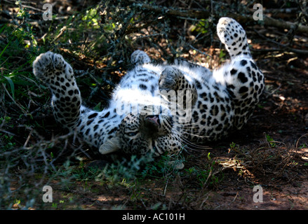 Leopard, Panthera Pardus Pardus, auf den Rücken Rollen und stretching, Afrika Stockfoto