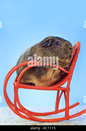 Meerschweinchen sitzen auf einem Schaukelstuhl Stockfoto