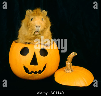 HALLOWEEN-Kürbis und Meerschweinchen Schwein schwarz einfarbigen Hintergrund Sweet home aller Heiligen Tag des Todes braun Creme Nagetier farbige s Stockfoto