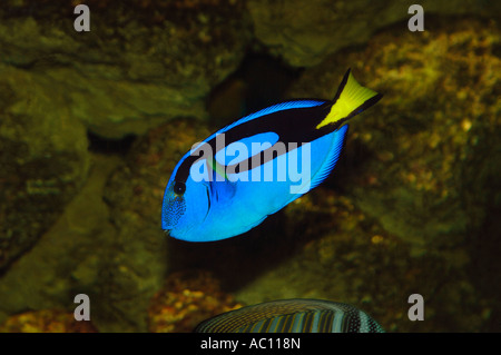 Regal Tang Fisch (Paracanthurus Hepatus). Stockfoto