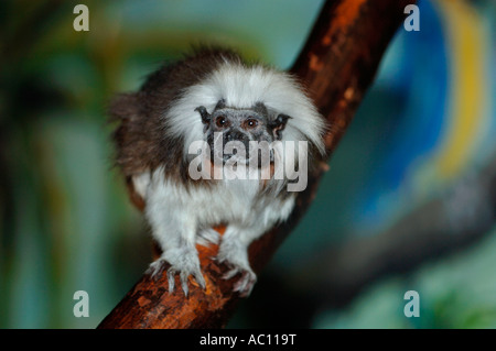 Südamerikanische Baumwolle Spitze Tamarin. (Saguinus Oedipus). Stockfoto