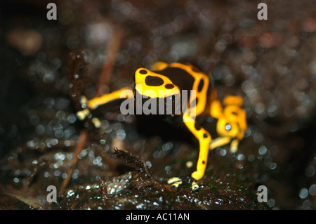 Gelb-Banded Dart Frog. Stockfoto