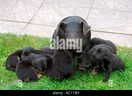 Ein selten britische schwarze Ferkel, das angenommen & ausgelöst durch eine Rothweiler Hund & denkt daher seine A Hund war. Stockfoto