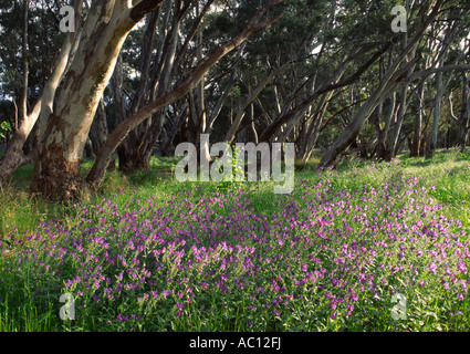 River rot Zahnfleisch und Wildblumen, Australien Stockfoto