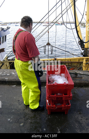 Fischer in Brixham Fang anlanden Stockfoto