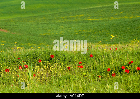 Rote Mohnblumen in einem Feld in der Region Toskana in Italien Stockfoto