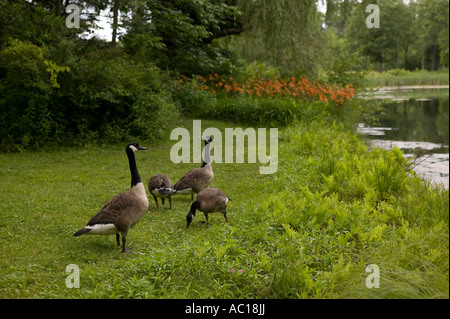 Gänse auf dem Gelände Eleanor Roosevelts Val Kill Residenz in Hyde Park, New York Stockfoto