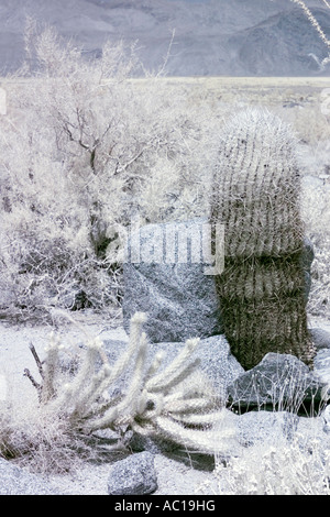 Anza-Borrego Wüste in Infrarot Stockfoto